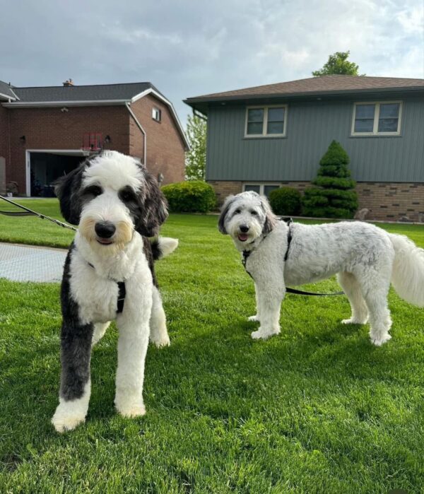 Daisy Parents