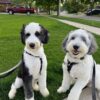 Daisy Parents - Image 3