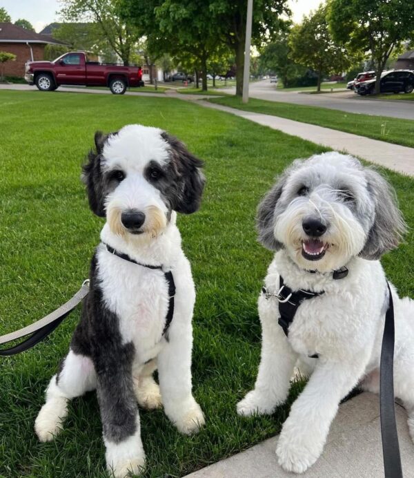 Daisy Parents - Image 3