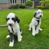 Daisy Parents - Image 2