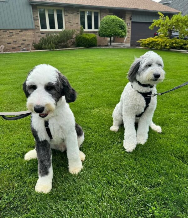 Daisy Parents - Image 2