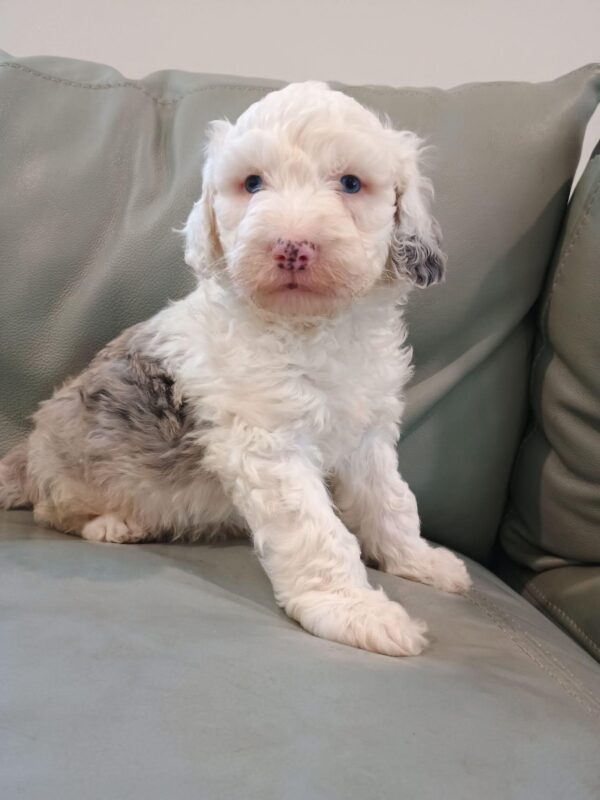 Sam