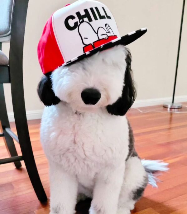 Snoopy - Image 2