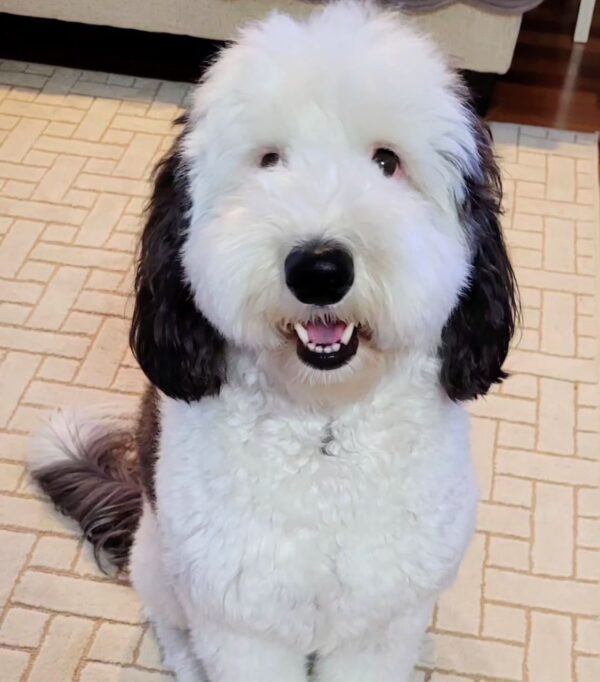 Snoopy - Image 3