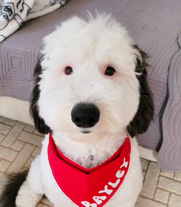 Snoopy