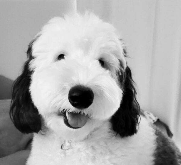 Snoopy - Image 4