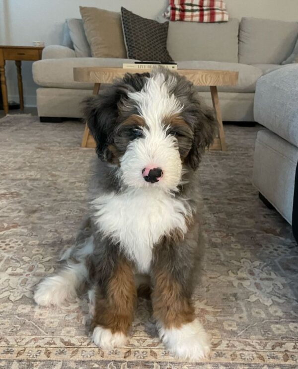 Milo - Image 2