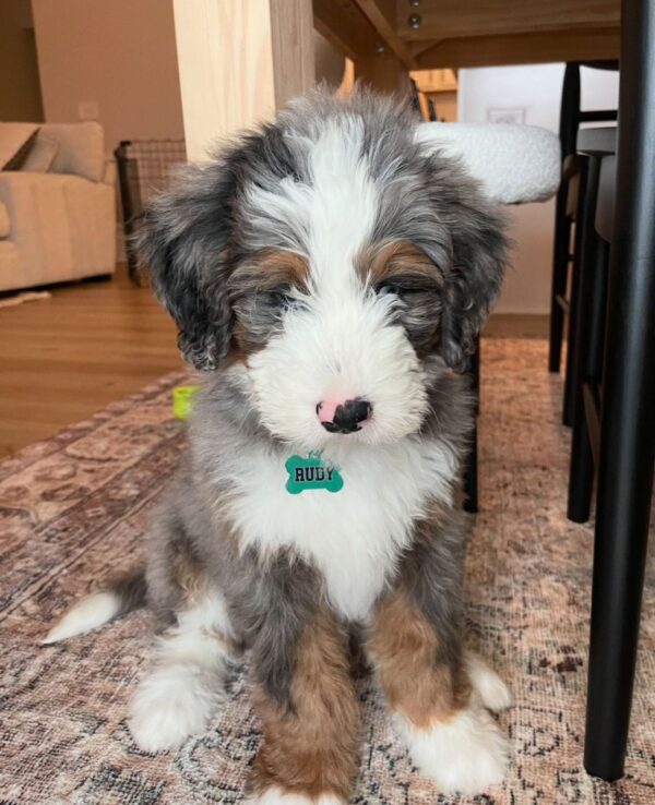 Milo