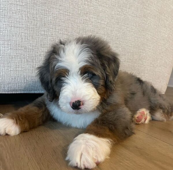 Milo - Image 3