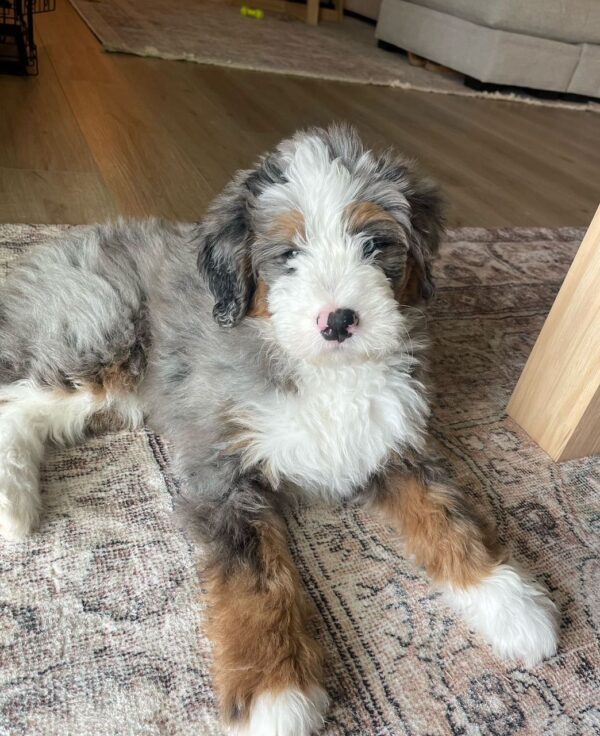 Milo - Image 5